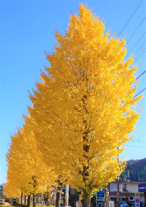 銀杏